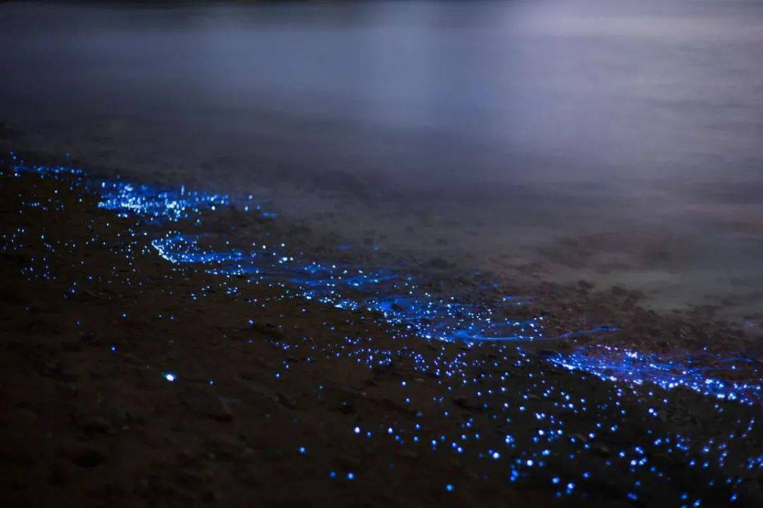 花鸟岛荧光海观测点