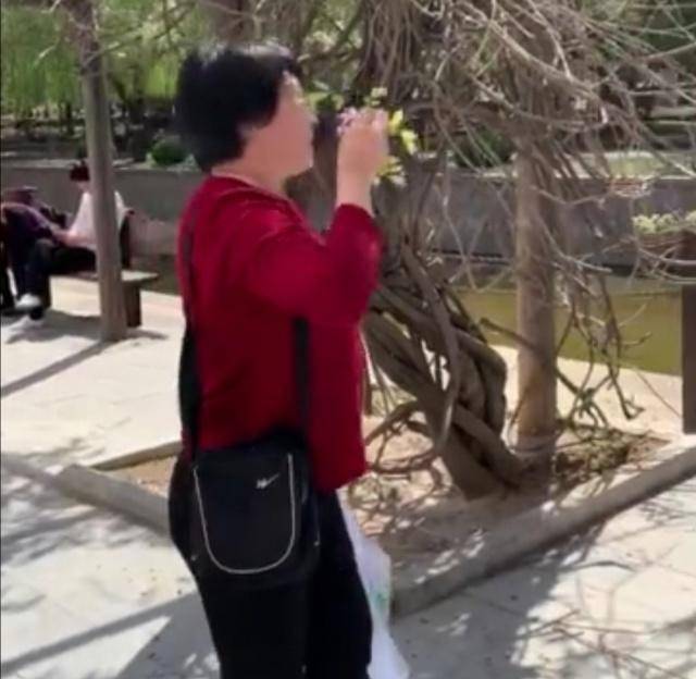 原创老年夫妻在北京一公园撸紫藤吃,网友:腿不疼了,还能爬上爬下了