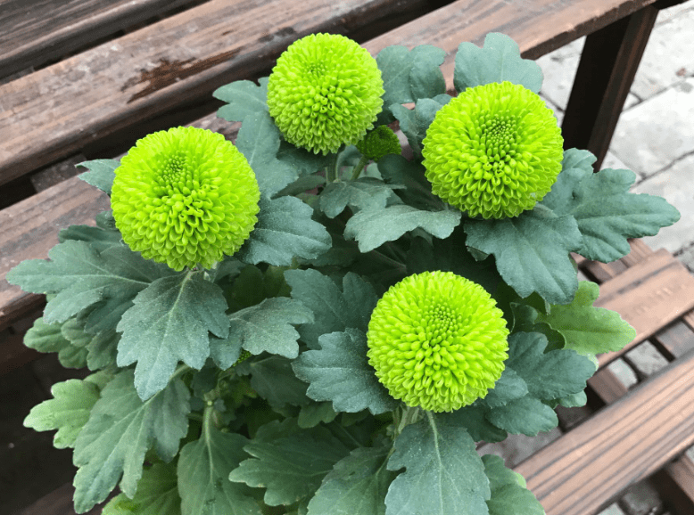 花型如乒乓球的"乒乓菊",花小量多,清新淡雅,真适合盆栽观赏