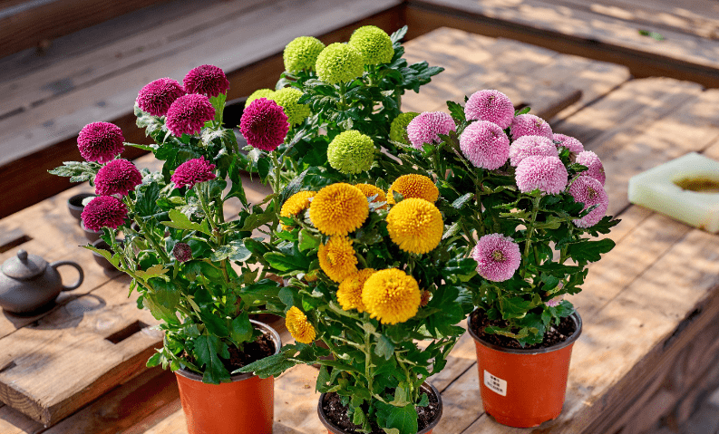 花型如乒乓球的"乒乓菊",花小量多,清新淡雅,真适合盆栽观赏