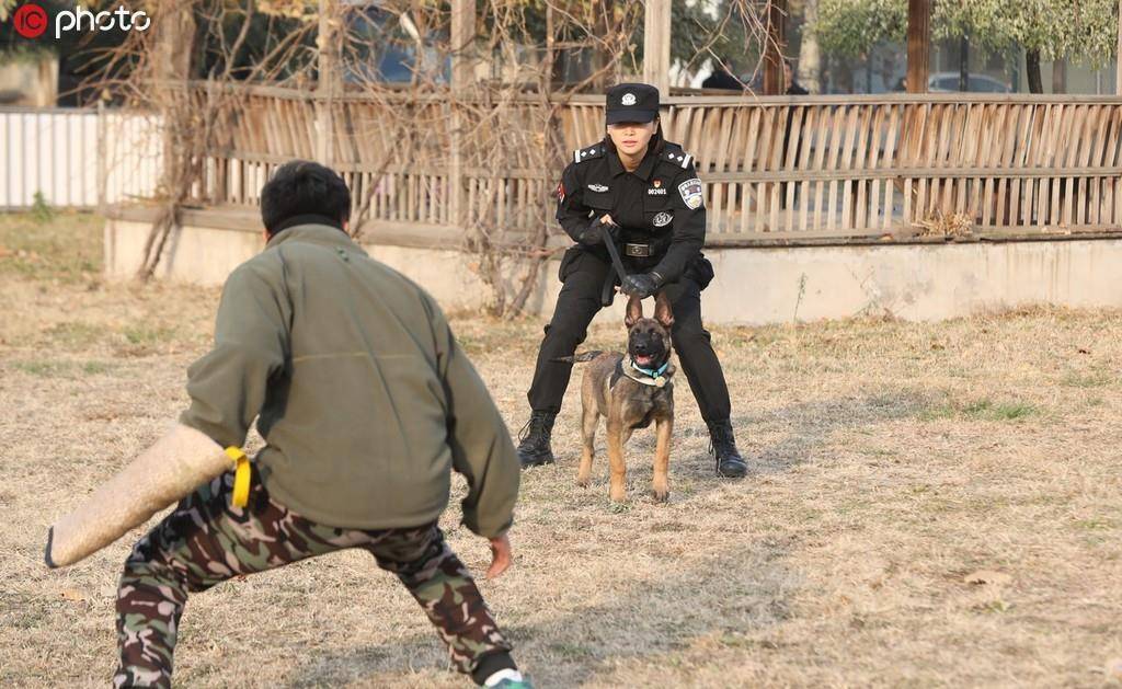 北京市公安局首批克隆犬正式入警_警犬基地