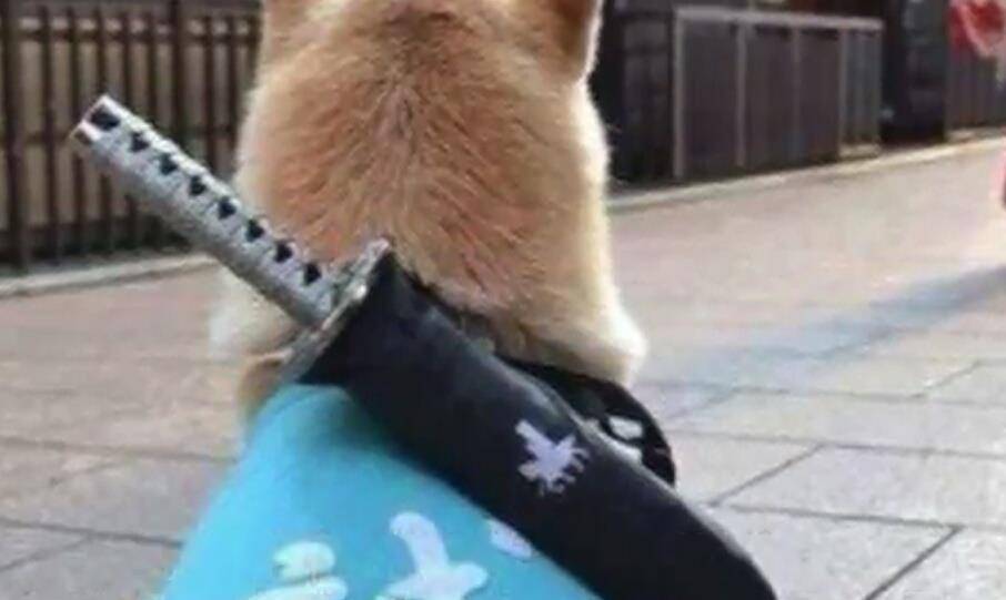 柴犬佩戴上日本武士刀,装得像模像样的,背影好帅气!