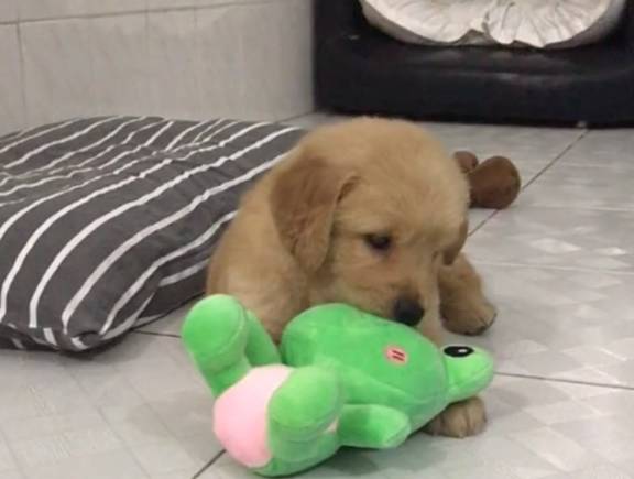 田园犬生病,主人不离不弃带狗子输液,狗:谢谢你救我