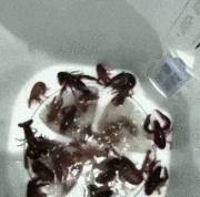 搞笑gif趣图:170cm的女生 vs 170cm 的男生