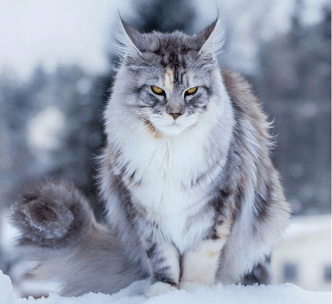 猫咪,它是特别帅气的,而且对主人特别的忠心,不过饲养缅因猫要多训练