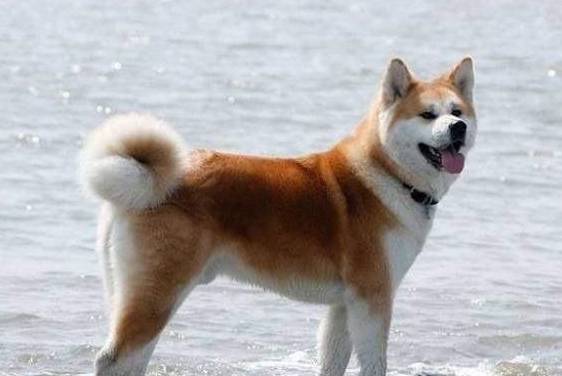 秋田犬柴犬濒临灭绝,城市化让这些狗狗难逃厄运