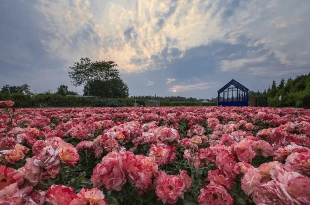 成都浪漫庄园300多亩进口玫瑰花情侣们扎堆结婚