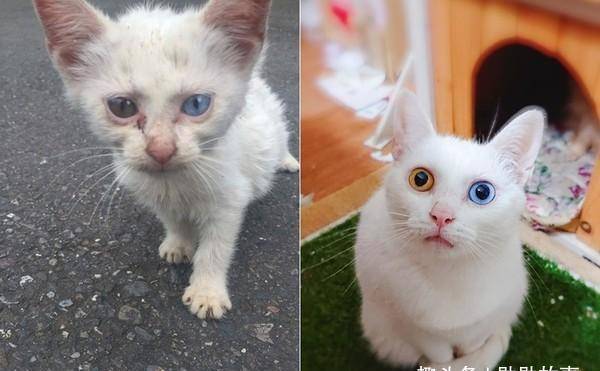 收养了一只脏兮兮的流浪猫,一年后变美丽异瞳猫,网友:捡到宝了