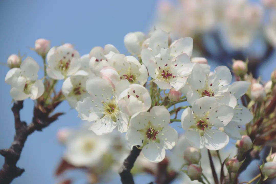 春光正好梨花醉人烟台邀你邂逅一场春天的浪漫