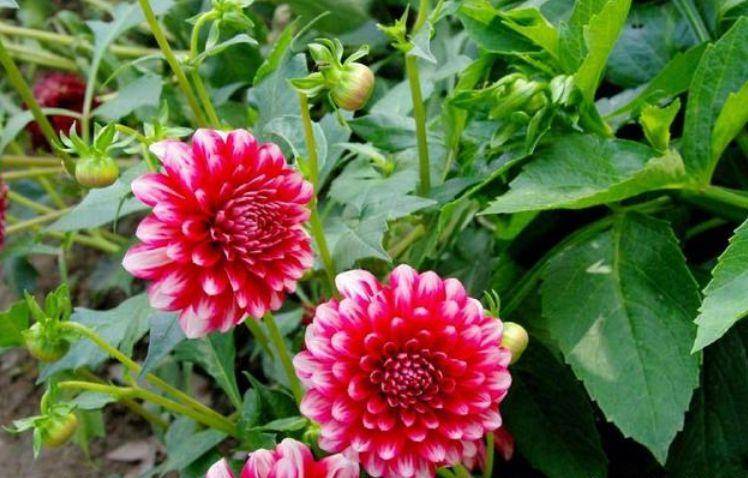 家中养上4种"富贵花",花型圆滚惹人爱,值得拥有