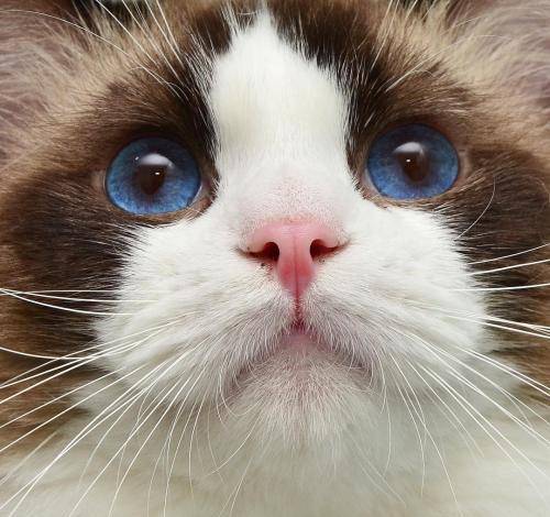 猫星人布偶猫:布偶猫海洋一般的眼睛