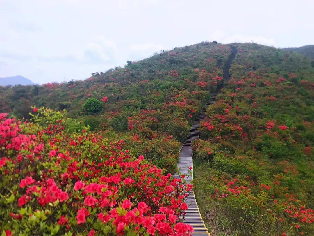 第十三届长沙(浏阳)大围山杜鹃花节正式启幕