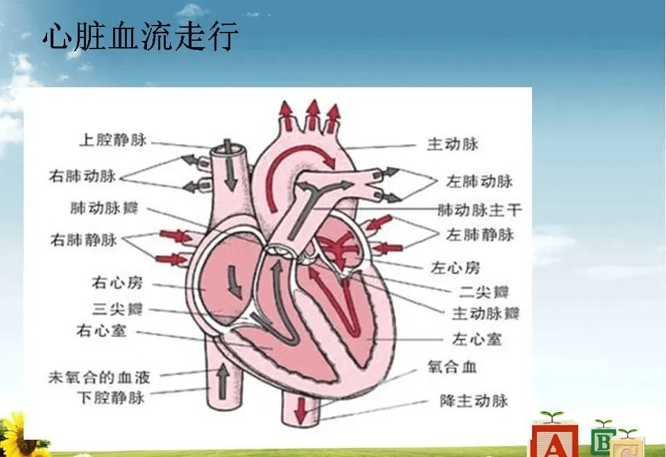 心脏(大血管)影像解剖
