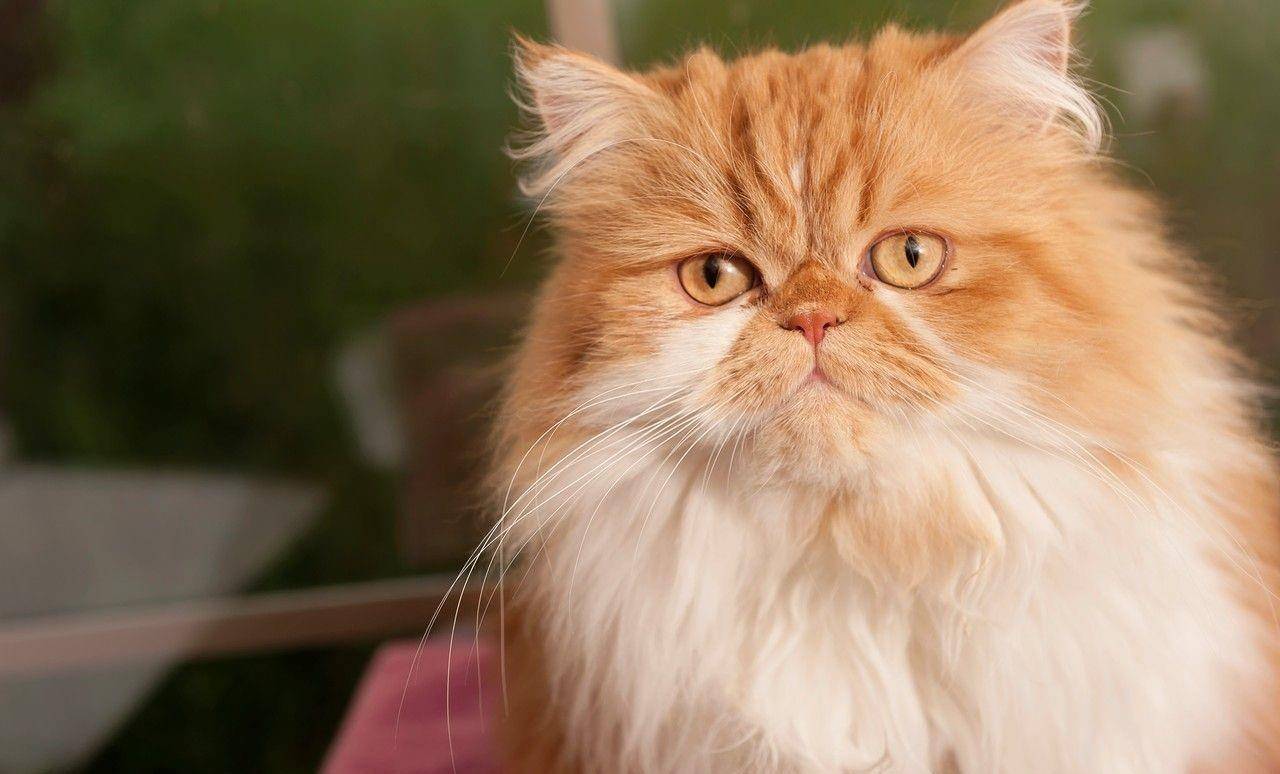 猫星人波斯猫:猫中"王子""公主"