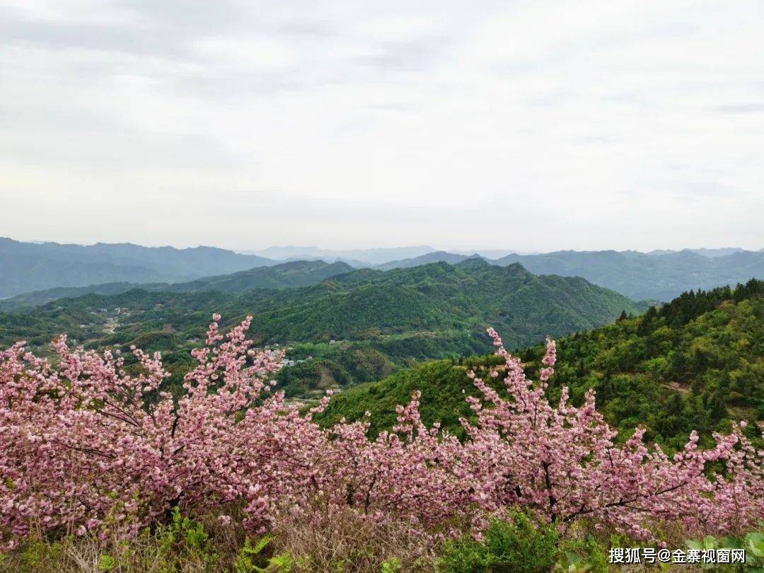 金寨青山抱儿山一山独秀樱花岭一岭风骚