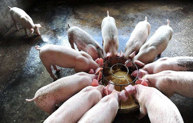 哪种发酵剂发酵豆渣喂猪的效果好