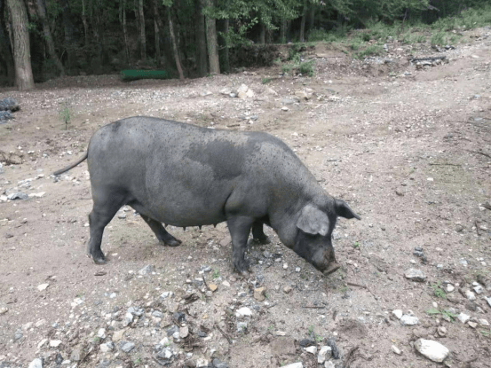 却让进口的外国白猪称霸肉界?