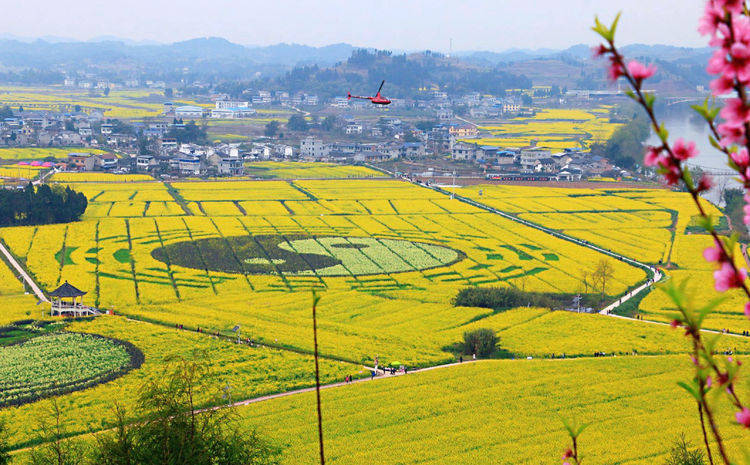 名声不显的重庆10万亩油菜花海, 5万人前往观赏,比婺源花海更美