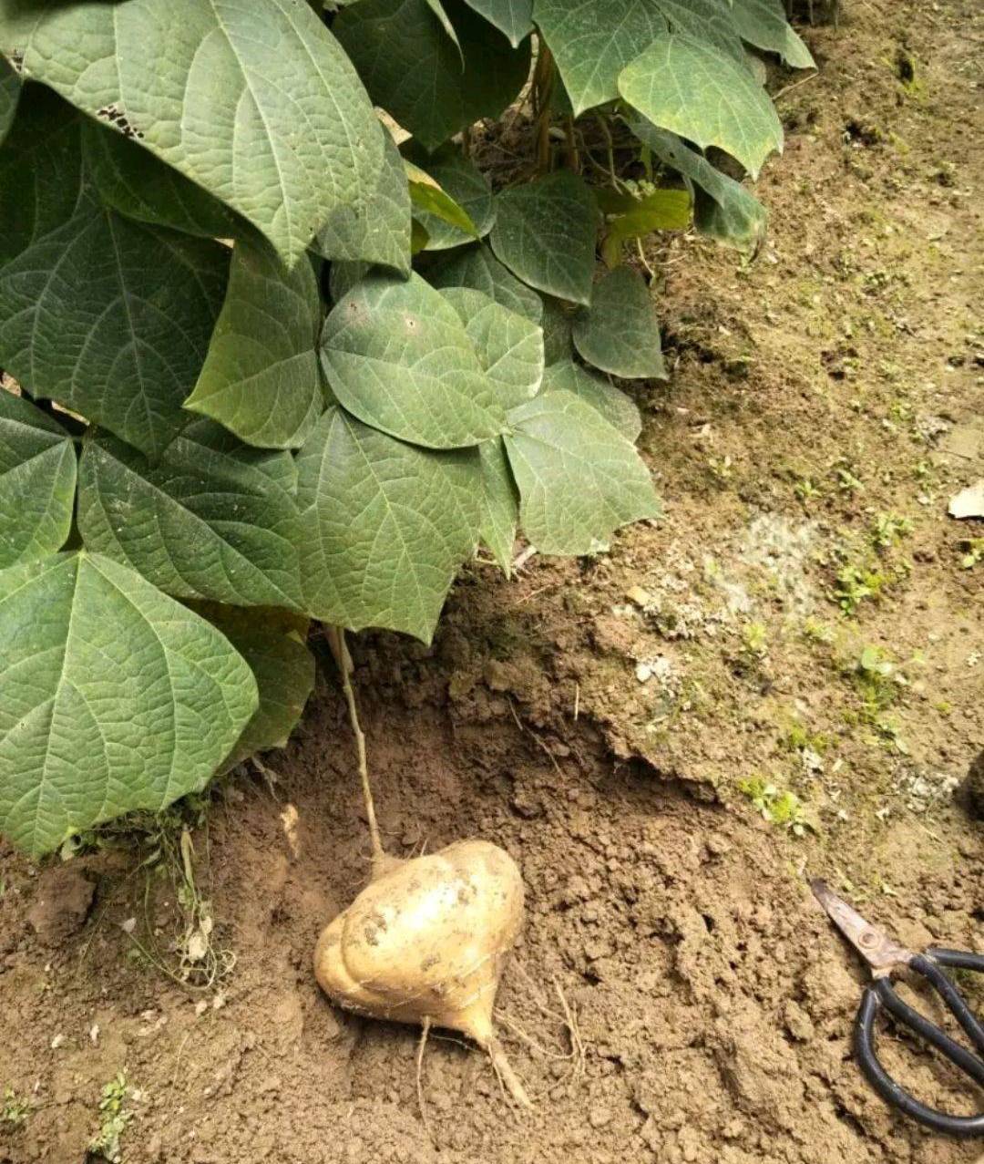 这植物在我国千年有余块根美味其余部位却全有毒最好知道