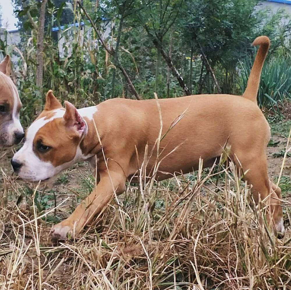 后记:斯塔福犬很听话,它们聪明,有良好的守卫能力,可根据主人的命令