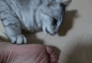 论心机谁也耍不过哈士奇