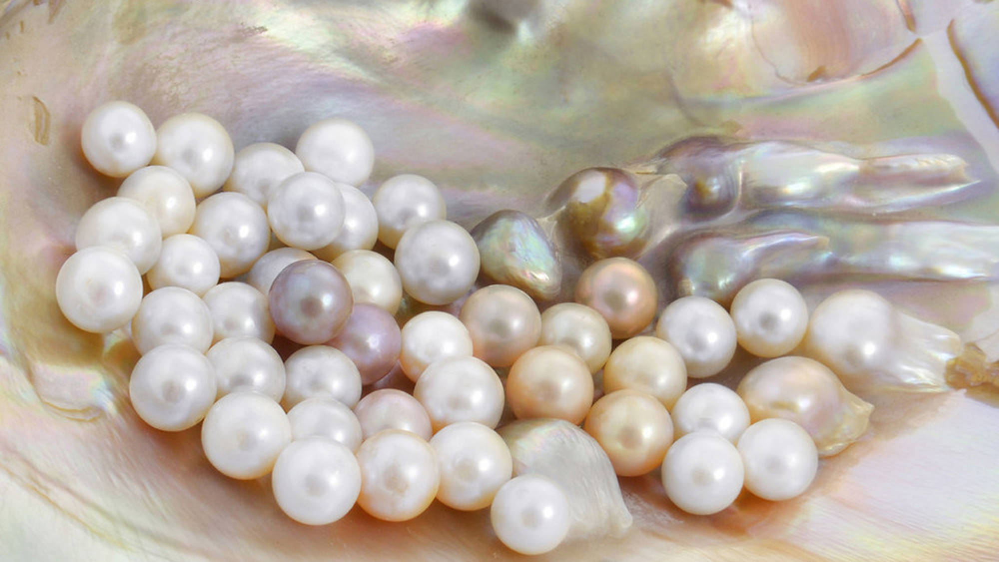 2,从形成上对比:天然珍珠和养殖珍珠