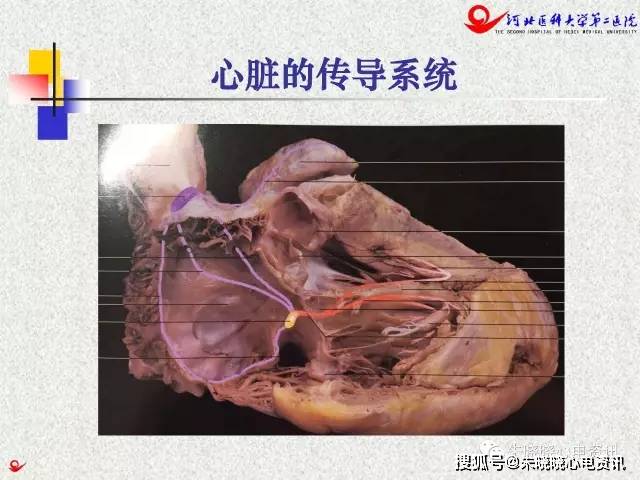 电生理医生需要了解的心脏解剖知识