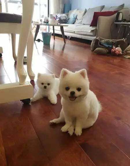 明明说好一起长大,为什么你却像吃了激素一样?_博美