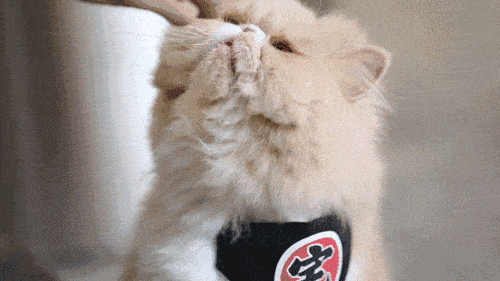 猫咪特有的语言天赋,对你