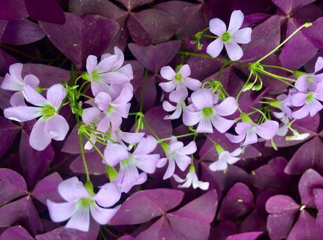 紫色三叶草
