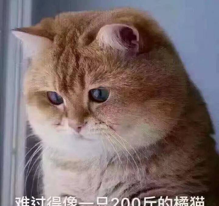 一只大脸猫的悲伤,难过得像200斤橘猫