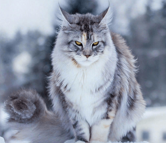 缅因猫还是一只很聪明的猫咪,家里养一只缅因猫的话,主人可以多训练