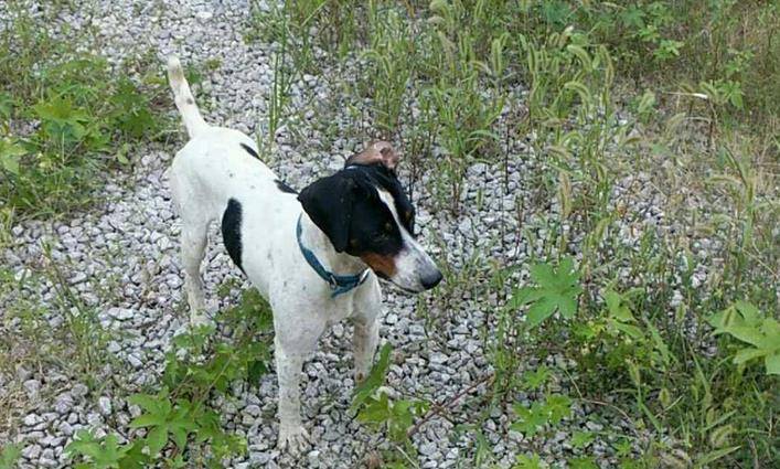 作为中华本土猎犬的箭毛猎犬有着猎犬之王的称号,该犬长相奇特,葫芦头