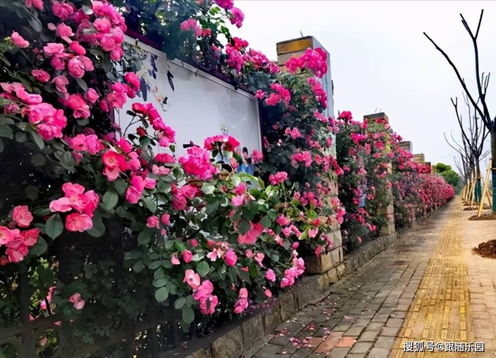 每一个花友都想打造一面玫瑰花墙!