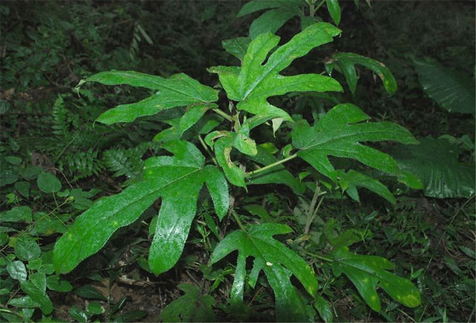 山间一杂树,叶如"手掌",根有"椰香",是珍贵药草"五爪龙"