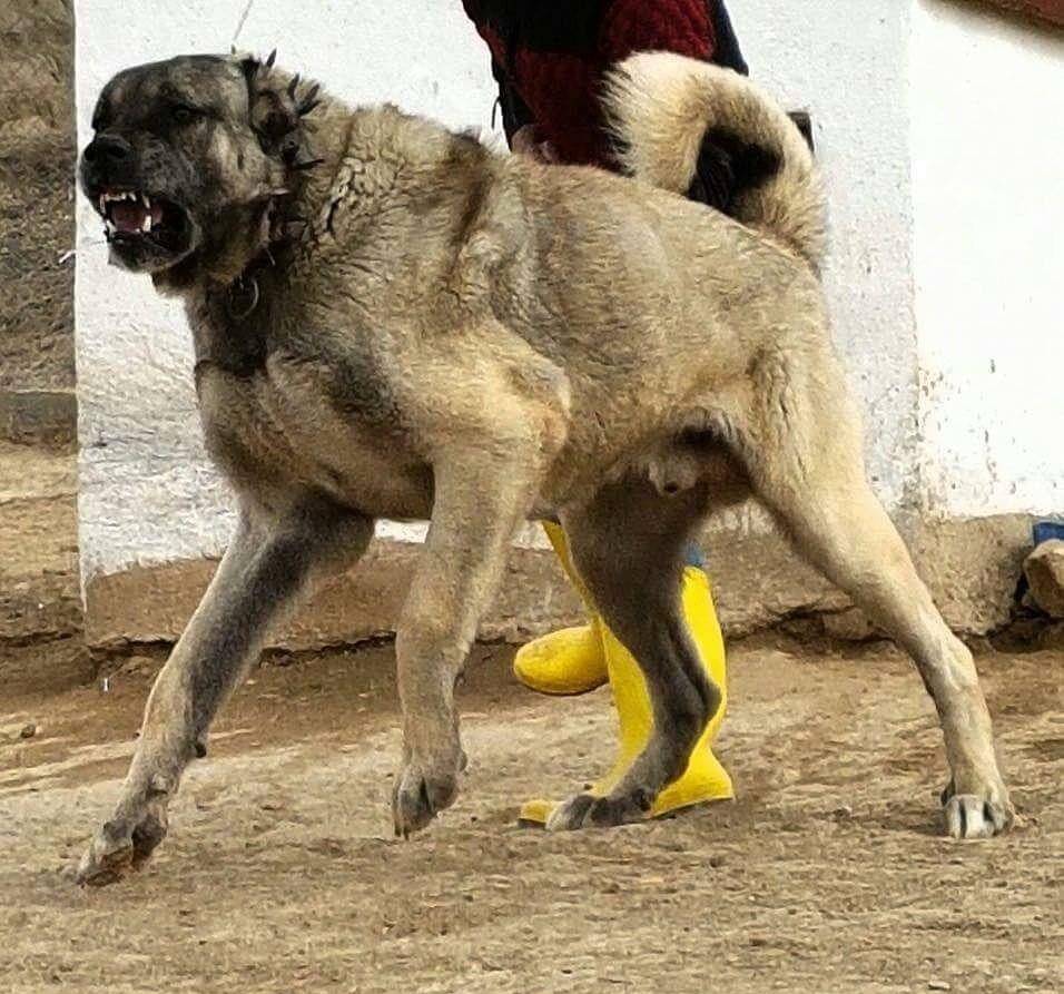 地狱犬:坎高大战大灰狼,惨烈场面让人直冒冷汗!