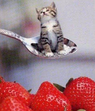 世界最小的猫咪打破吉尼斯纪录,是不是萌坏了_茶杯