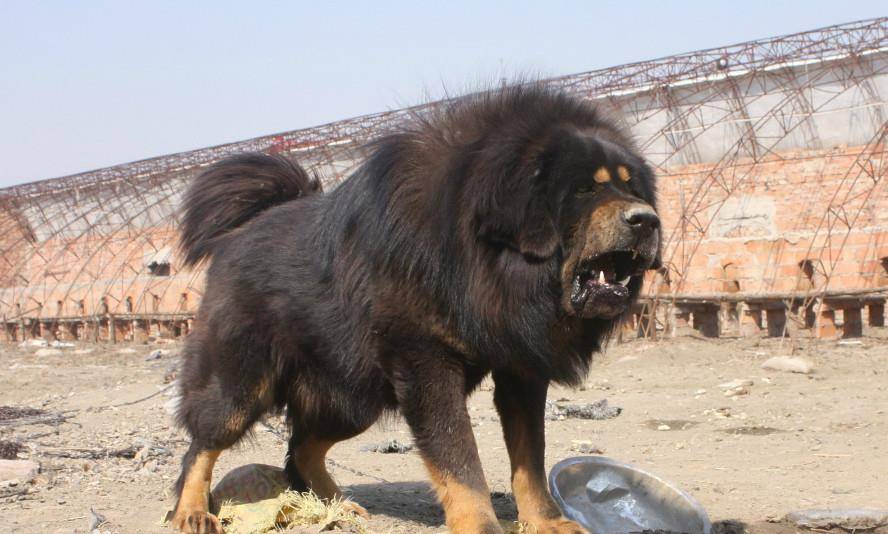 世界十大猎犬排行,德牧只排倒数,排名第一是个"战斗狂