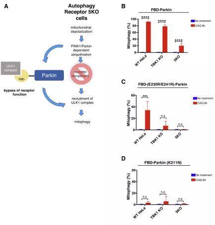 fig7:嵌合fbd-parkin可以补偿线粒体自噬过程中tbk1或受体蛋白的丢失