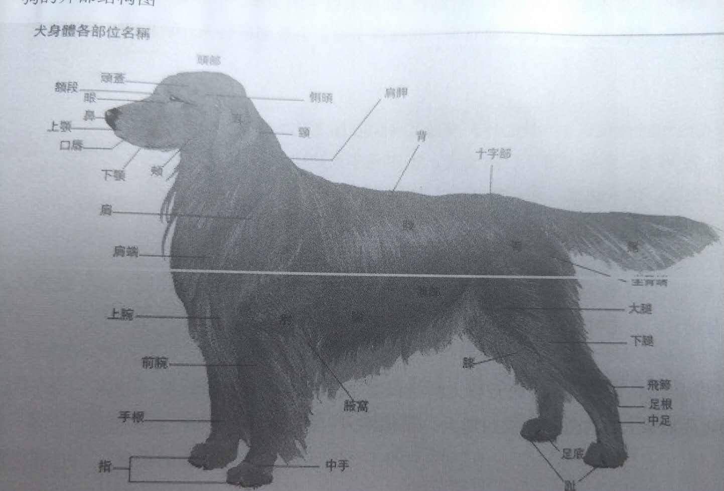 狗和人年龄对比表 狗的体型分类 按体型:超小型犬,小型犬,中型犬