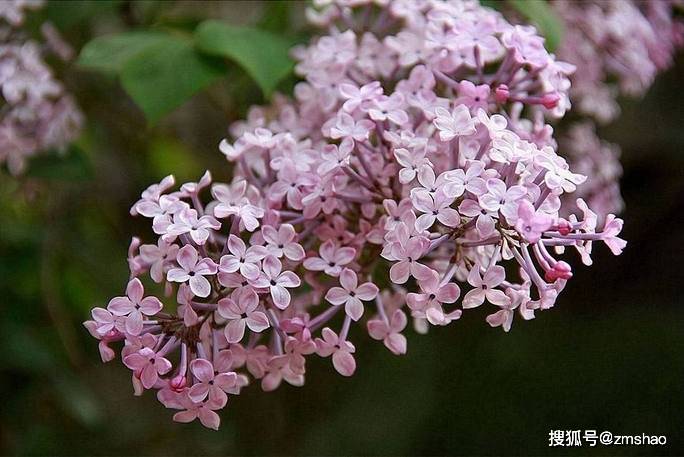丁香花欣赏