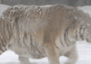 战斗民族的老虎被抓来一大波母老虎等着你