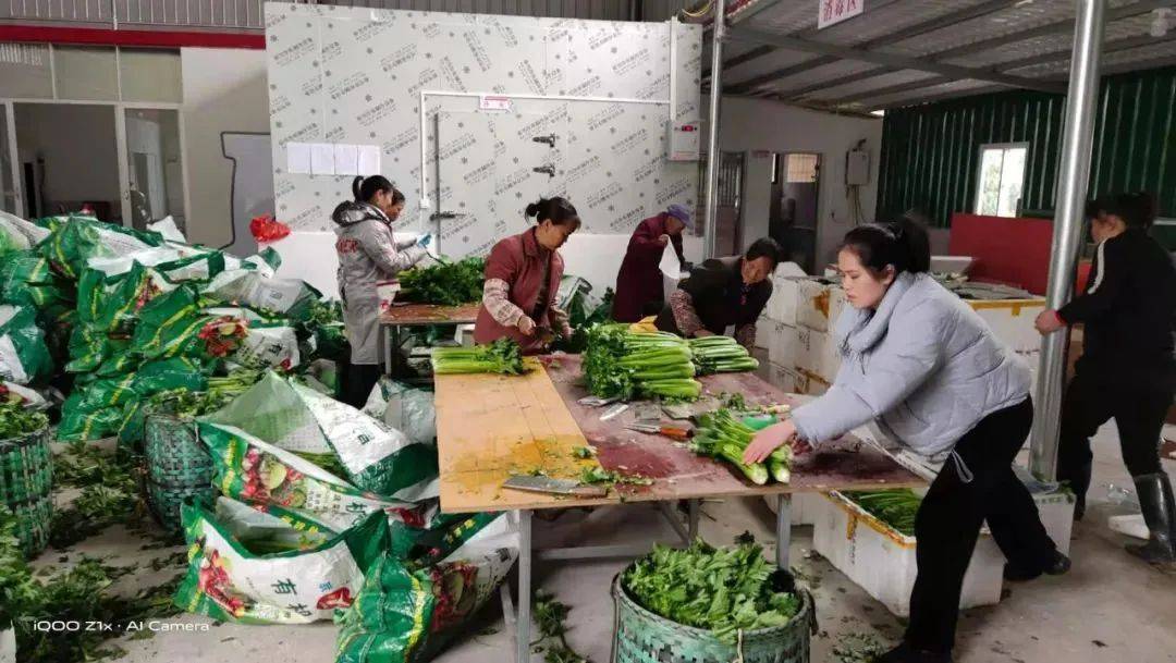 10万斤西芹滞销寻销路!政府爱心助农6.8元10斤全城到家!