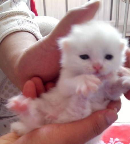 捡到雪白的小奶猫,一个月后发现赚大了!