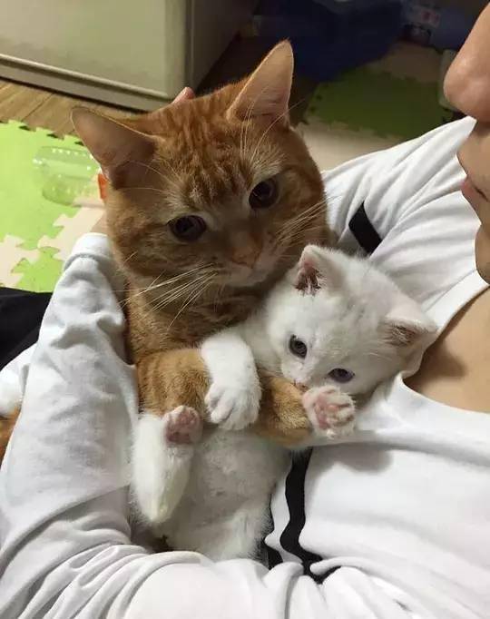 家里有两只特别恩爱的猫咪,铲屎官总是被冷落是什么体验?