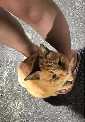 流浪猫打劫路人,不给猫粮就踩脚,网友:我想被踩!