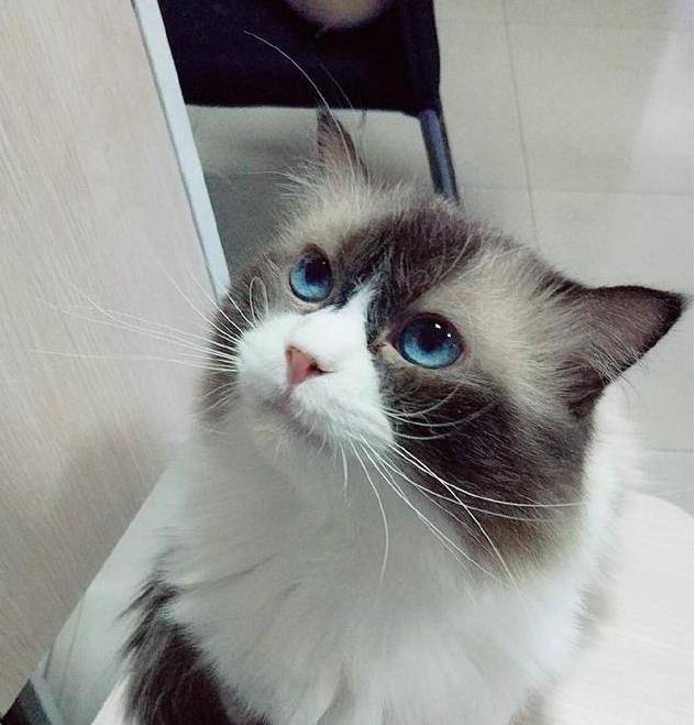 谁说布偶猫的颜值最高的?网友养了只布偶猫越长越丑,简直想哭了