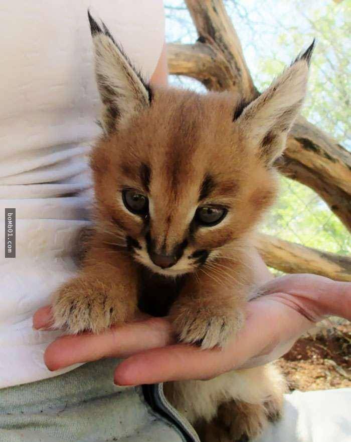 看看这种生物,你能不承认它们是,史上最萌的猫科动物吗?