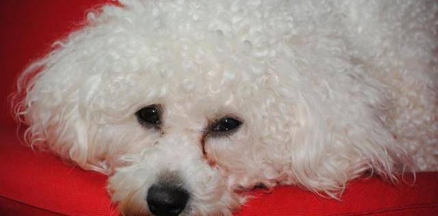 你知道你家"比熊犬"几岁了吗?附赠狗狗年龄对照表,请查收