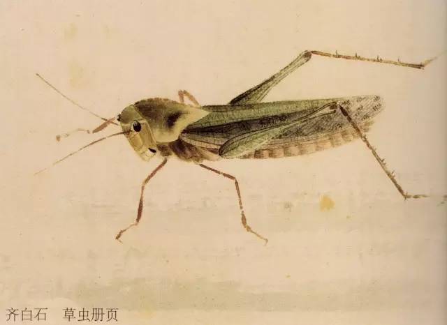 国画技法图典——草虫篇:蝗虫 蚂蚱 蝈蝈 螽斯 螳螂 蟋蟀